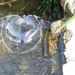 Amfora Apartmanok Gyula - Medence/kert