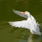 Puchner Kastélyszálló Bikal - Környék