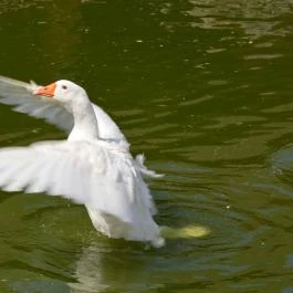 Puchner Kastélyszálló Bikal - Környék