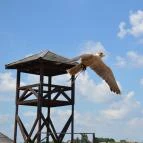 Puchner Kastélyszálló Bikal - Környék