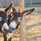 Puchner Kastélyszálló Bikal - Környék