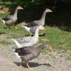 Puchner Kastélyszálló Bikal - Környék