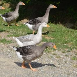 Puchner Kastélyszálló Bikal - Környék