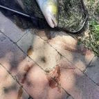 Borostyán Vendégház Békésszentandrás - Egyéb