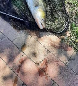 Borostyán Vendégház