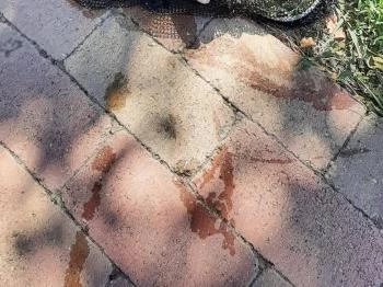 Borostyán Vendégház Békésszentandrás