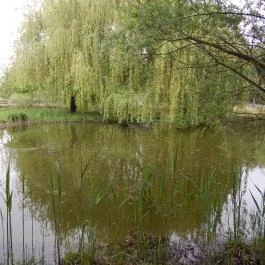 Bodrogi Kúria Wellness Hotel Inárcs - Medence/kert