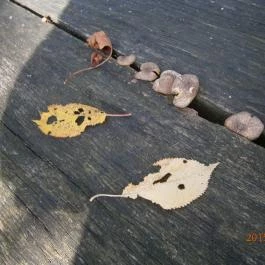 Hotel Bakony Bakonybél - Környék