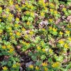 Alcsúti Arborétum Alcsútdoboz - Külső kép