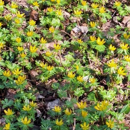 Alcsúti Arborétum, Alcsútdoboz - Külső kép