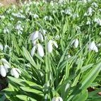 Alcsúti Arborétum Alcsútdoboz - Külső kép