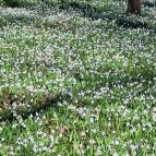 Alcsúti Arborétum Alcsútdoboz - Külső kép