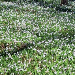 Alcsúti Arborétum, Alcsútdoboz - Külső kép