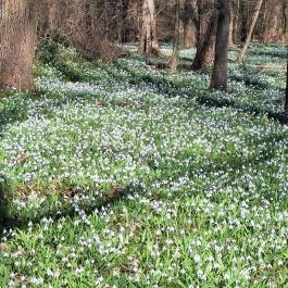 Alcsúti Arborétum, Alcsútdoboz - Külső kép