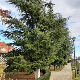 Dísz tér Zalakaros Zalakaros - Egyéb