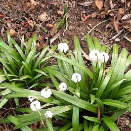 Égerösvény Zalakaros Zalakaros - Egyéb