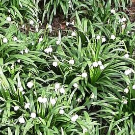 Égerösvény Zalakaros Zalakaros - Egyéb