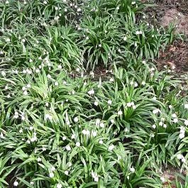 Égerösvény Zalakaros Zalakaros - Egyéb