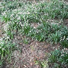 Égerösvény Zalakaros Zalakaros - Egyéb