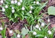 Égerösvény Zalakaros Zalakaros Égerösvény Zalakaros Zalakaros