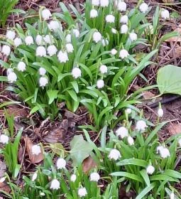 Égerösvény Zalakaros