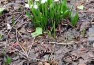 Égerösvény Zalakaros Zalakaros Égerösvény Zalakaros Zalakaros