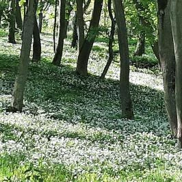 Fenyőharaszt Kastélyszálló, Verseg - Környék