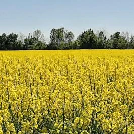 Fenyőharaszt Kastélyszálló, Verseg - Környék