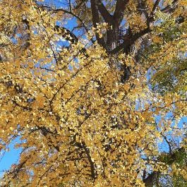 Gödöllői Királyi Kastély Gödöllő - Egyéb