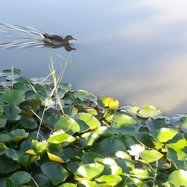 Hotel Corvus Aqua, Orosháza - Környék