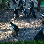 Jászberényi Állat- és Növénykert Jászberény - 