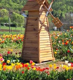 Kevélyhegyi levendulamező