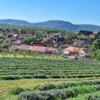 Kevélyhegyi levendulamező Pilisborosjenő - Egyéb