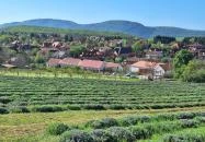 Kevélyhegyi levendulamező Pilisborosjenő