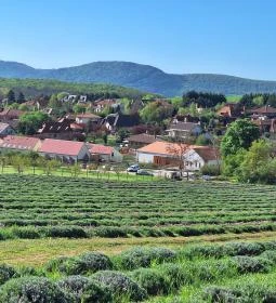 Kevélyhegyi levendulamező