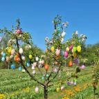 Kevélyhegyi levendulamező Pilisborosjenő - Egyéb