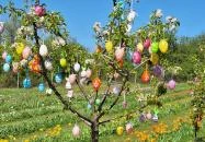 Kevélyhegyi levendulamező Pilisborosjenő