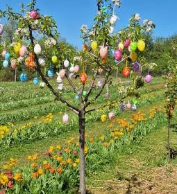 Kevélyhegyi levendulamező