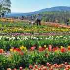 Kevélyhegyi levendulamező Pilisborosjenő - Egyéb