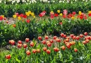 Kevélyhegyi levendulamező Pilisborosjenő