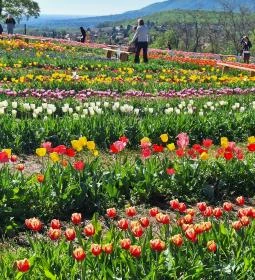 Kevélyhegyi levendulamező