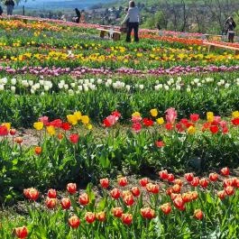 Kevélyhegyi levendulamező, Pilisborosjenő - Egyéb