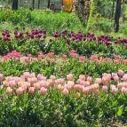 Kevélyhegyi levendulamező Pilisborosjenő - Egyéb