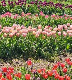 Kevélyhegyi levendulamező