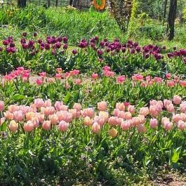 Kevélyhegyi levendulamező, Pilisborosjenő - Egyéb