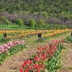 Kevélyhegyi levendulamező Pilisborosjenő - Egyéb