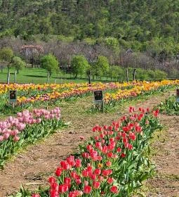 Kevélyhegyi levendulamező