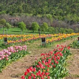 Kevélyhegyi levendulamező, Pilisborosjenő - Egyéb