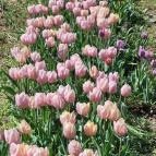 Kevélyhegyi levendulamező Pilisborosjenő - Egyéb