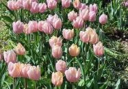 Kevélyhegyi levendulamező Pilisborosjenő